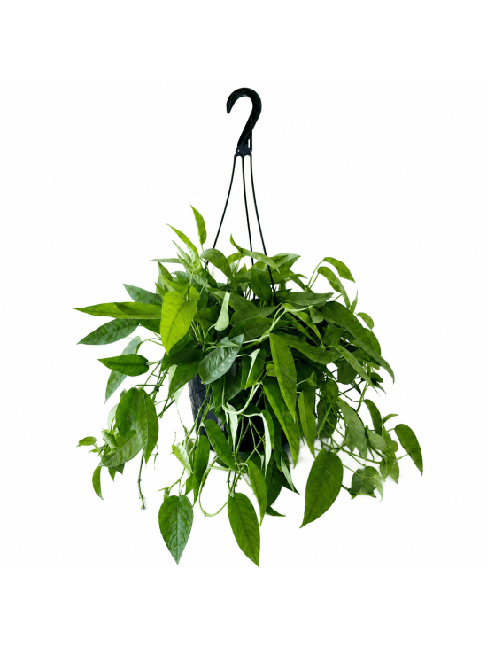 Pothos Cebu Blue