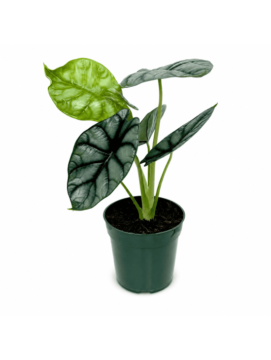 Alocasia Silver Dragon