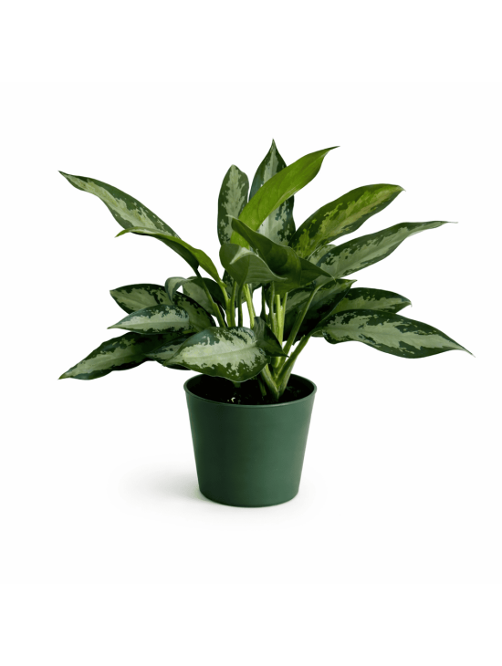 Aglaonema Silver Bay