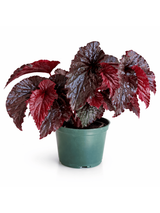 Begonia Black Magic